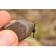 Korda Square Pear Wartel Lood