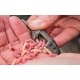 Preston ICS In-Line Maggot Feeders