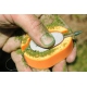 Guru Inline Method Feeder
