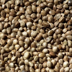 Grote vis hennep 1kg